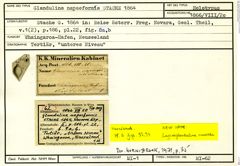 Karteikarte zum Holotyp von Glandulina napaeformis Stache, 1864